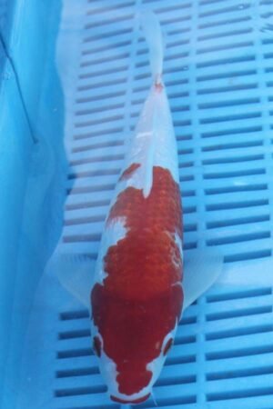 E354 Kohaku 8to10in £90