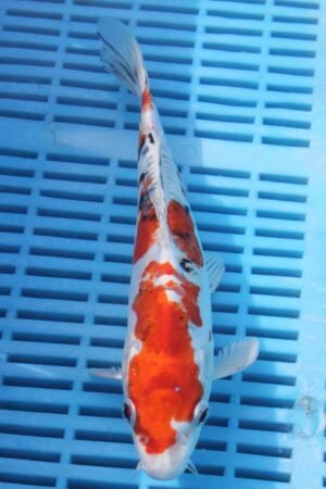 E355 Doitsu Yamatonishki 8to10in £90