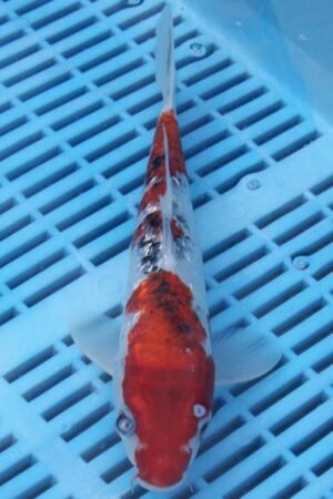 E360 Gin Rin Sanke 8to10in £90