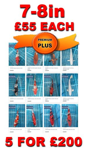 7-8in Premium Plus