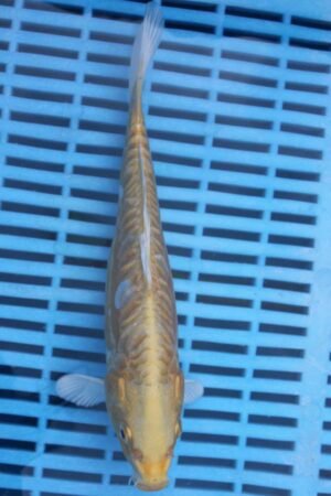 E368 Aragoke Hariwake 7to8in £55
