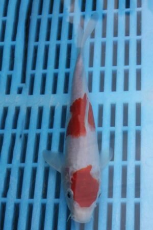 E381 Kohaku 7to8in £55