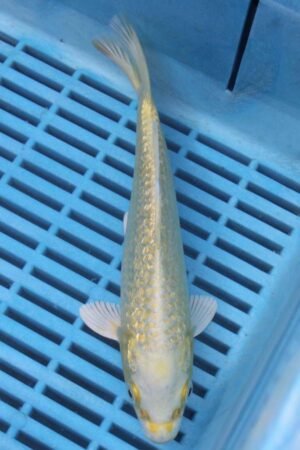 E387 Gin Rin Yambuki 7to8in £55