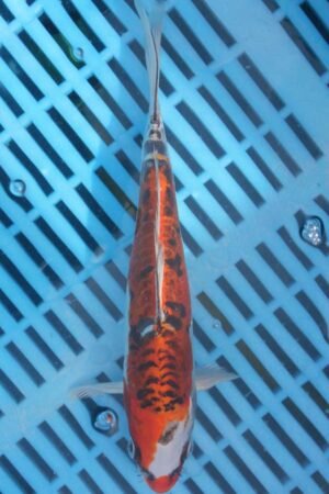 E403 Doitsu Kujaku 7to8in £55