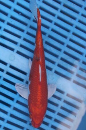 E411 Yamatonishki 7to8in NOW £40