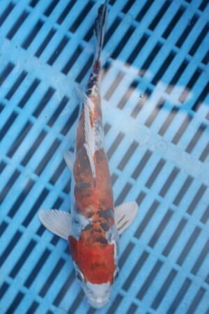 E416 Doitsu Kujaku 7to8in NOW £40