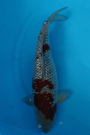 5011 Gin Rin Ochiba 47cm £550 NOW £300