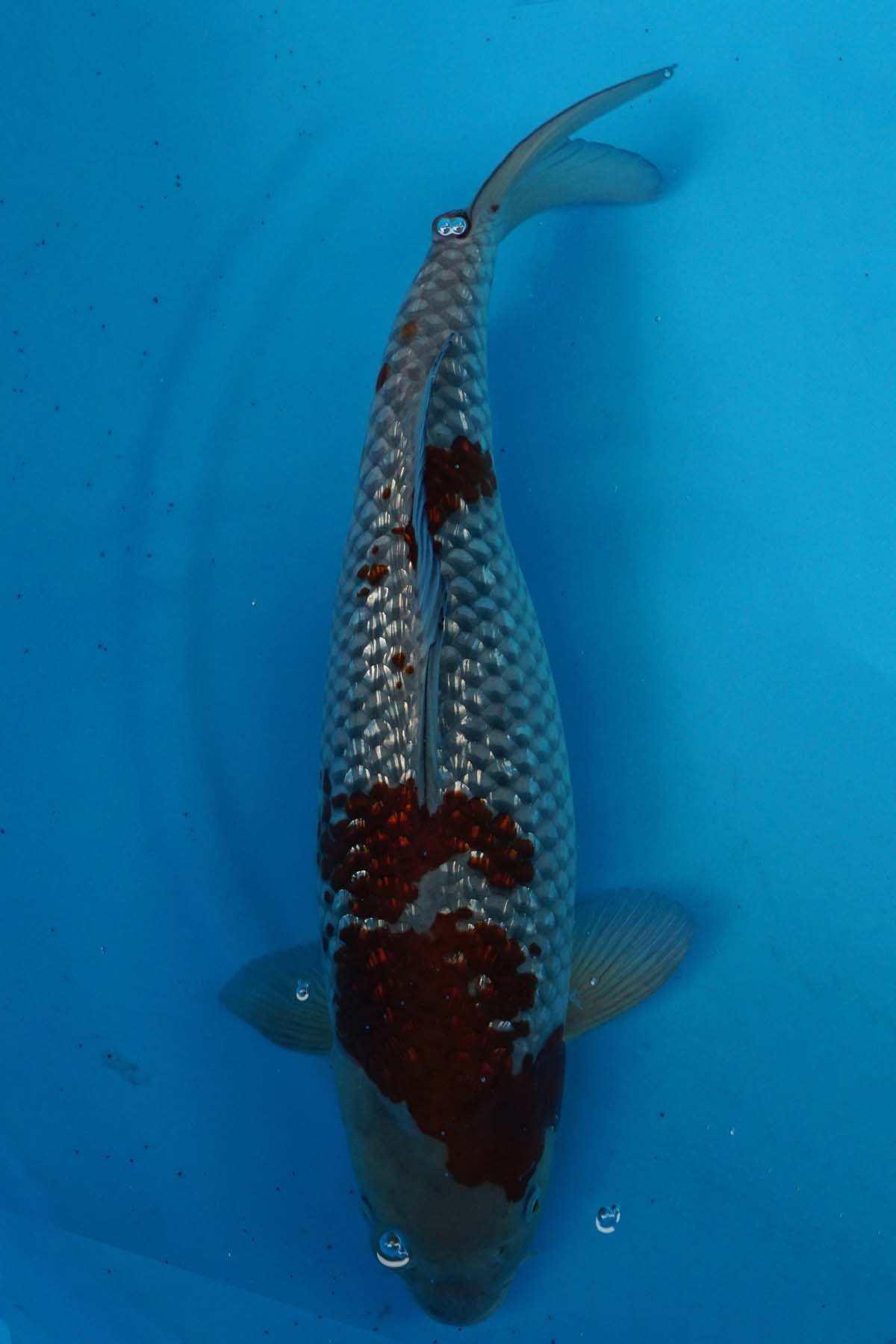 5011 Gin Rin Ochiba 47cm £550 NOW £300