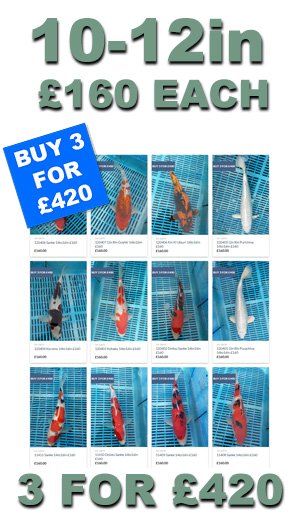 10-12in Premium Plus