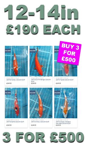 12-14in Premium Plus