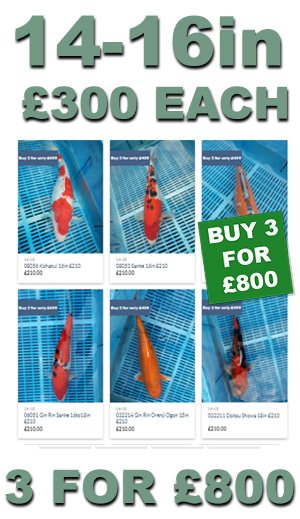 14-16in Premium Plus