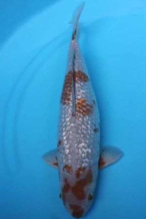 5852 Gin Rin Ochiba 47cm £400