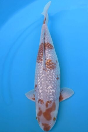 5852 Gin Rin Ochiba 47cm £400