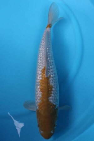 5855 Gin Rin Ochiba 46cm £450