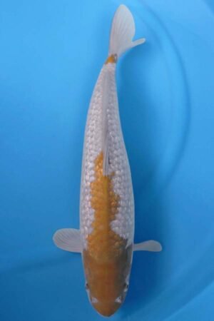 5855 Gin Rin Ochiba 46cm £450