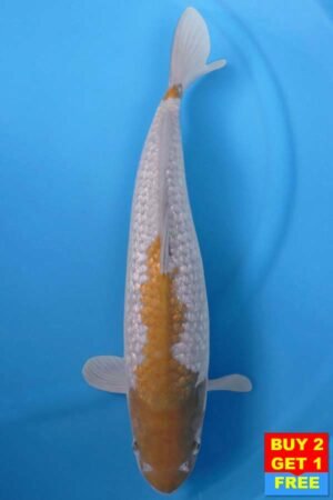 5855 Gin Rin Ochiba 46cm £450