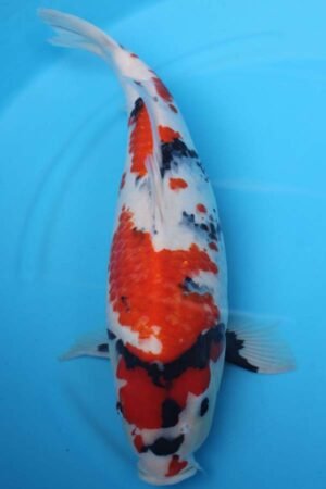 6001 Showa 55cm £650