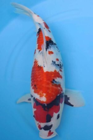 6001 Showa 55cm £650