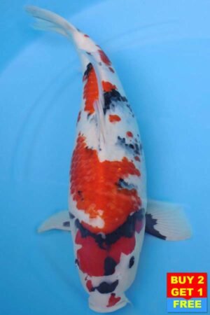 6001 Showa 55cm £650