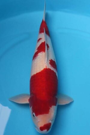 6002 Kohaku 51cm £650