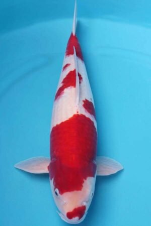 6002 Kohaku 51cm £650