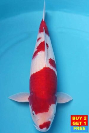 6002 Kohaku 51cm £650