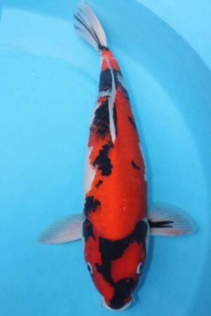 6003 Showa 55cm £750