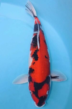 6003 Showa 55cm £750