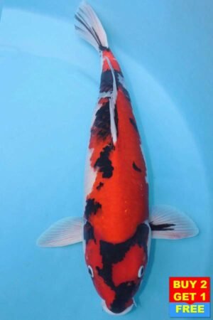 6003 Showa 55cm £750