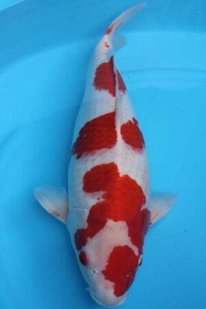 6004 Kohaku 53cm £600