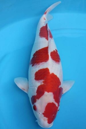 6004 Kohaku 53cm £600