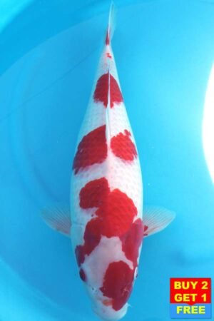 6004 Kohaku 53cm £600