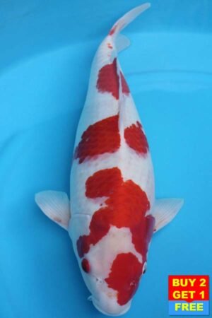 6004 Kohaku 53cm £600