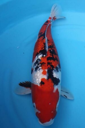 6005 Gin Rin Sanke 53cm £650