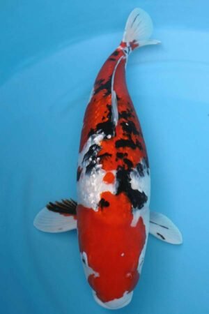 6005 Gin Rin Sanke 53cm £650