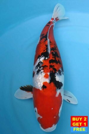 6005 Gin Rin Sanke 53cm £650