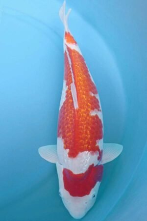 6006 Gin Rin Kohaku 50cm £650