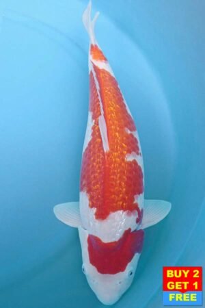 6006 Gin Rin Kohaku 50cm £650