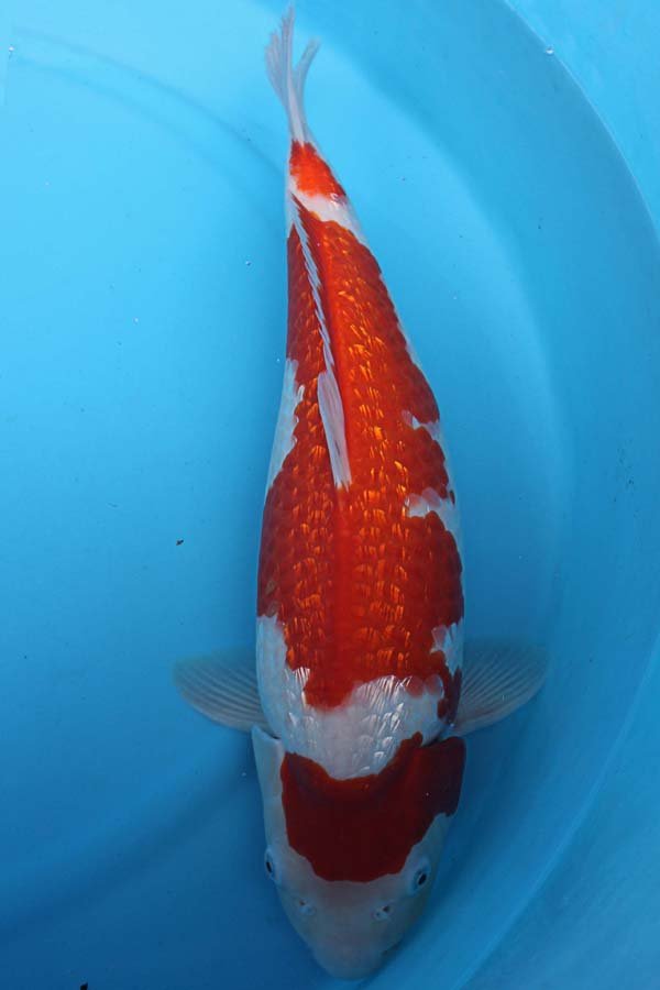 6006 Gin Rin Kohaku 50cm £650