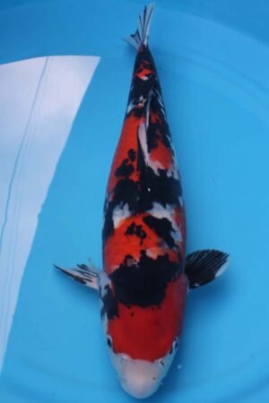 6007 Showa 53cm £700