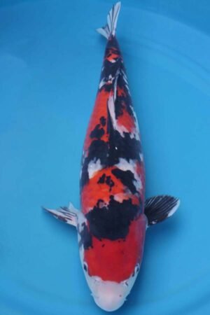 6007 Showa 53cm £700