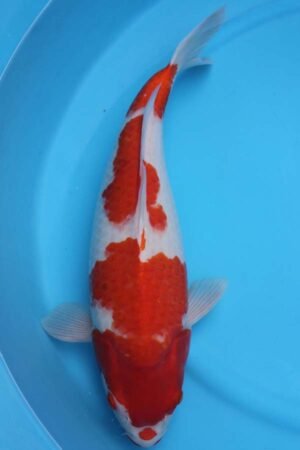 6008 Kohaku 51cm £600