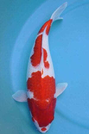 6008 Kohaku 51cm £600