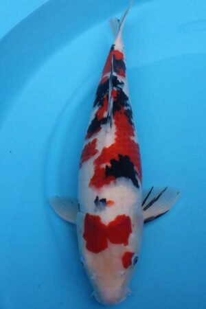 6009 Sanke 52cm £600