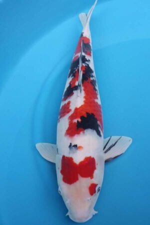 6009 Sanke 52cm £600