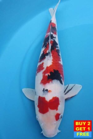 6009 Sanke 52cm £600