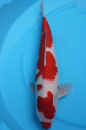 6010 Kohaku 54cm £700