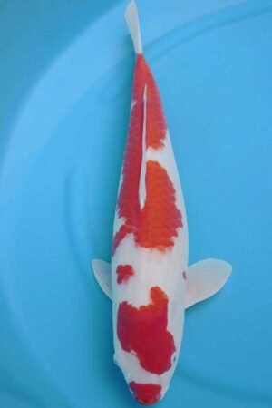 6010 Kohaku 54cm £700