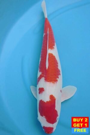 6010 Kohaku 54cm £700