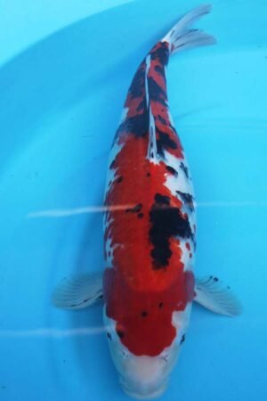 6011 Sanke 53cm £650